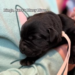 Bingo - Black female Labrador Retriever puppy in Owosso, Michigan from Bennington Retrievers