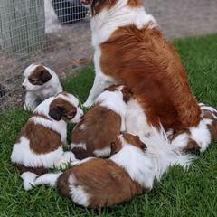 Nederlandse Kooikerhondje puppies from Lenders Land