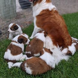 Nederlandse Kooikerhondje puppies from Lenders Land