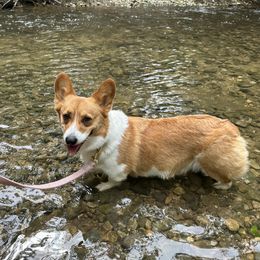 Bees - Pembroke Welsh Corgi