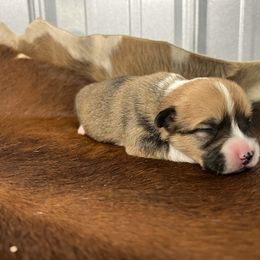 M-2 - Red male Pembroke Welsh Corgi puppy in Linden, Texas from W&W “lil” Wrangler Corgis