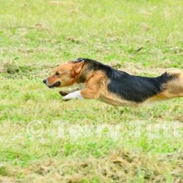 Pembroke Welsh Corgi Puppies from Outlands Corgis