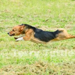 Pembroke Welsh Corgi Puppies from Outlands Corgis
