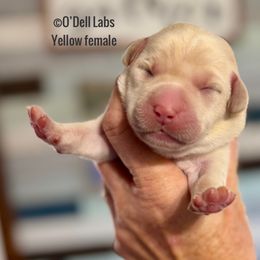 Girl 5 - Yellow female Labrador Retriever puppy in Sullivan, Missouri from O’Dell Labs