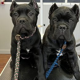 Cane Corso Puppies from Ridge Top Cane Corso