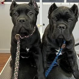 Cane Corso Puppies from Ridge Top Cane Corso