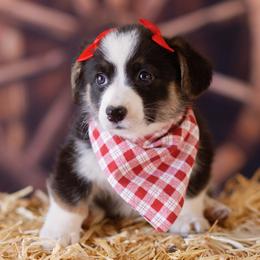 Pembroke Welsh Corgi Puppies from Big Sky Corgis
