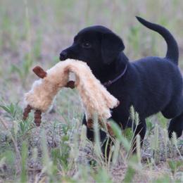 Girl 4 - Black female Labrador Retriever puppy in Four Oaks, North Carolina from TLC Retrievers