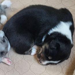 Jett - Black tri-color male Australian Shepherd puppy in Athens, Tennessee from Mimi's Aussie