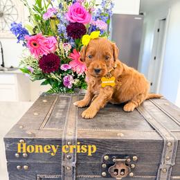 Honey crisp - Red  female Goldendoodle puppy in West Haven, Utah from Split Mountain Doodles