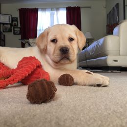 Labrador Retriever Puppies from Showtime Labradors