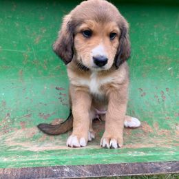 Bernedoodle Puppies from Bayou Blu's Bernedoodles