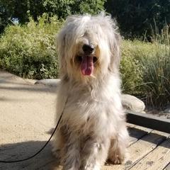 Bergamasco Sheepdogs from Runwalk Ranch Bergamascos