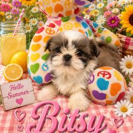 Girl 1 - Silver and white female Shih Tzu puppy in Bethpage, Tennessee from Tennessee's Treasured Shih Tzus