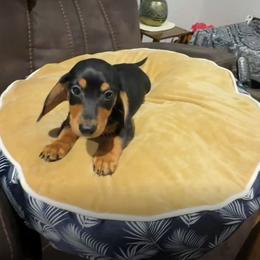 Twix - Black and tan male Dachshund puppy in Spring Hill, Florida from Adorable Doxxies