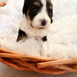 Cider - Tri-color male Cavapoo puppy in Cherryville, North Carolina from Mercy Doodles