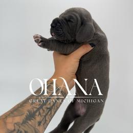 Nessie - Blue female Great Dane puppy in Michigan from Ohana Great Danes of Michigan