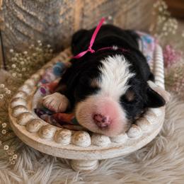 Jolene - Tri-color female Bernedoodle puppy in Ashton, Idaho from Kerr Kanine Ranch