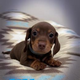 Ezra - Chocolate and tan male Dachshund puppy in Jena, Louisiana from Greens Creek Kennel