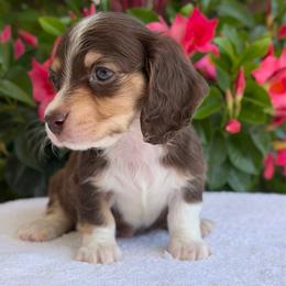 Derrick - Chocolate and cream male Dachshund puppy in Fayetteville, North Carolina from RRD