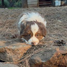 Drift - Red tri female Miniature Australian Shepherd puppy in Shingletown, California from Whiskeytown Aussies
