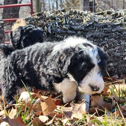 Aussiedoodle Puppies from Lotadoodle Farms