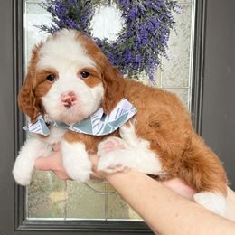 Bernedoodle and Cavapoo Puppies from Wonderful World Doodles