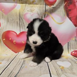 Girl8 - Black tri-color female Australian Shepherd puppy in Lakeland, Florida from Diamond P Australian Shepherds