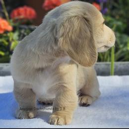 Noah - Cream male Dachshund puppy in Ben Wheeler, Texas from Anytime Dachshunds by D.B.