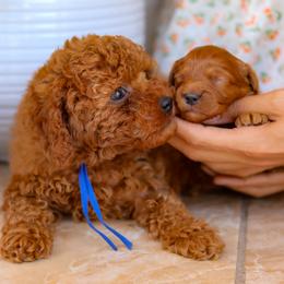 Cavapoo Puppies from Bailey & Bella Cavapoos