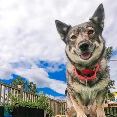 Nova Scotia Duck Tolling Retrievers and Swedish Vallhunds from Firefly Farms