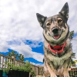 Nova Scotia Duck Tolling Retrievers and Swedish Vallhunds from Firefly Farms