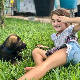 German Shepherd Puppies from Keys K9s