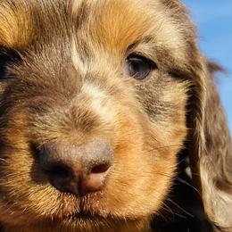 Boy 1 - Dapple Dachshund puppy in Duke, Oklahoma from Johnson Prairie Pups