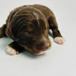 Cherry - Phantom female Bernedoodle puppy in Fate, Texas from Dandy Lane Poodles & Doodles