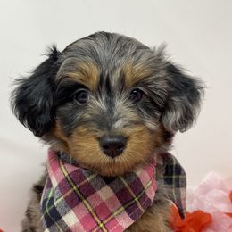 Princess - Aussiedoodle puppy in Stevensville, Montana from The Highland Shepherds & Doodles