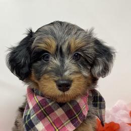 Princess - Aussiedoodle puppy in Stevensville, Montana from The Highland Shepherds & Doodles