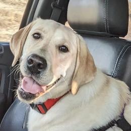 Wren - Labrador Retriever