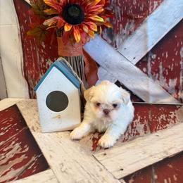 Delilah - White female Shih Tzu puppy in Success, Missouri from Sweet Success