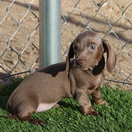 Lexi - Fawn (Isabella) female Dachshund puppy in Victorville, California from Wirz’s Weens