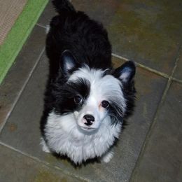 Chinese Crested and Yorkshire Terrier Puppies from FronkLinn Kennel
