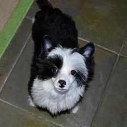 Chinese Crested and Yorkshire Terrier Puppies from FronkLinn Kennel