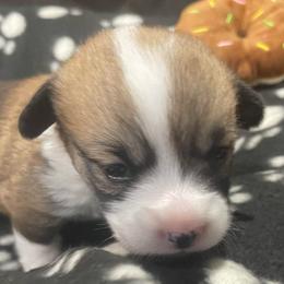 Scooby - Sable male Pembroke Welsh Corgi puppy in Adairsville, Georgia from R&R Corgis