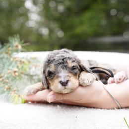 Black collar - Blue merle male Bernedoodle puppy in Spokane, Washington from Doodle Love