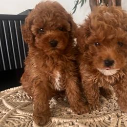 Lexi - Caramel red female Australian Labradoodle puppy in Auburn, California from Poodles and Labradoodles breeder