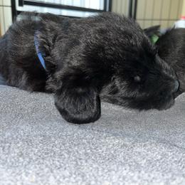 Sirius - Black male Giant Schnauzer puppy in Noblesville, Indiana from Stratton House Kennels