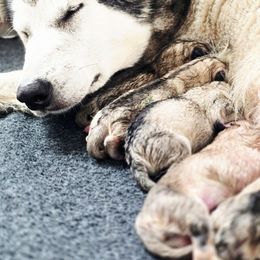 Puppy 3 (Individual photos coming soon) - Sable and white male Alaskan Malamute puppy in Brookwood, Alabama from Sunset Malamutes