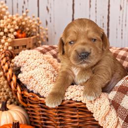 Grits - Red  male Goldendoodle puppy in Atwood, Oklahoma from Luxe Doodle Haven
