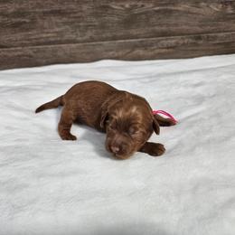 Paprika-pink - Red  female Goldendoodle puppy in South Jordan, Utah from Lucky Doodle Pups