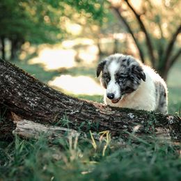 Companion Cross Puppies from Red Maple Farm